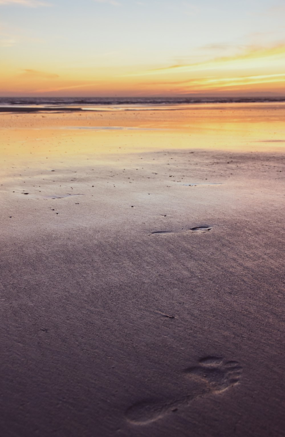 일몰 동안의 갈색 모래 해변