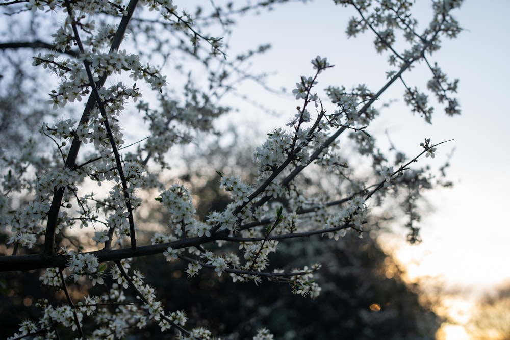 brown tree branch during daytime