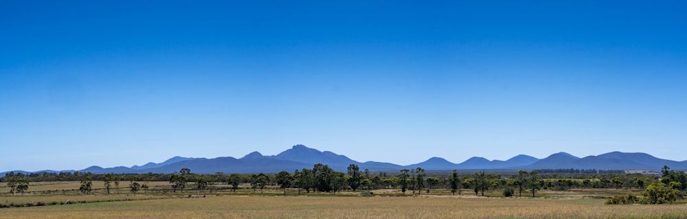 green trees and brown field under blue sky during daytime