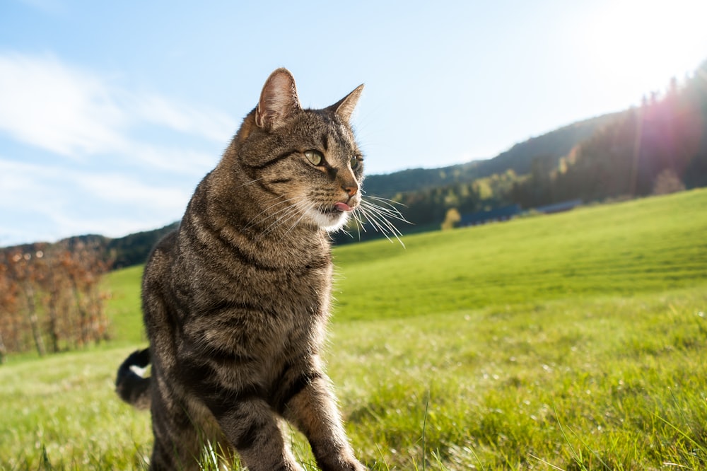 brown tabby cat on green grass field during daytime