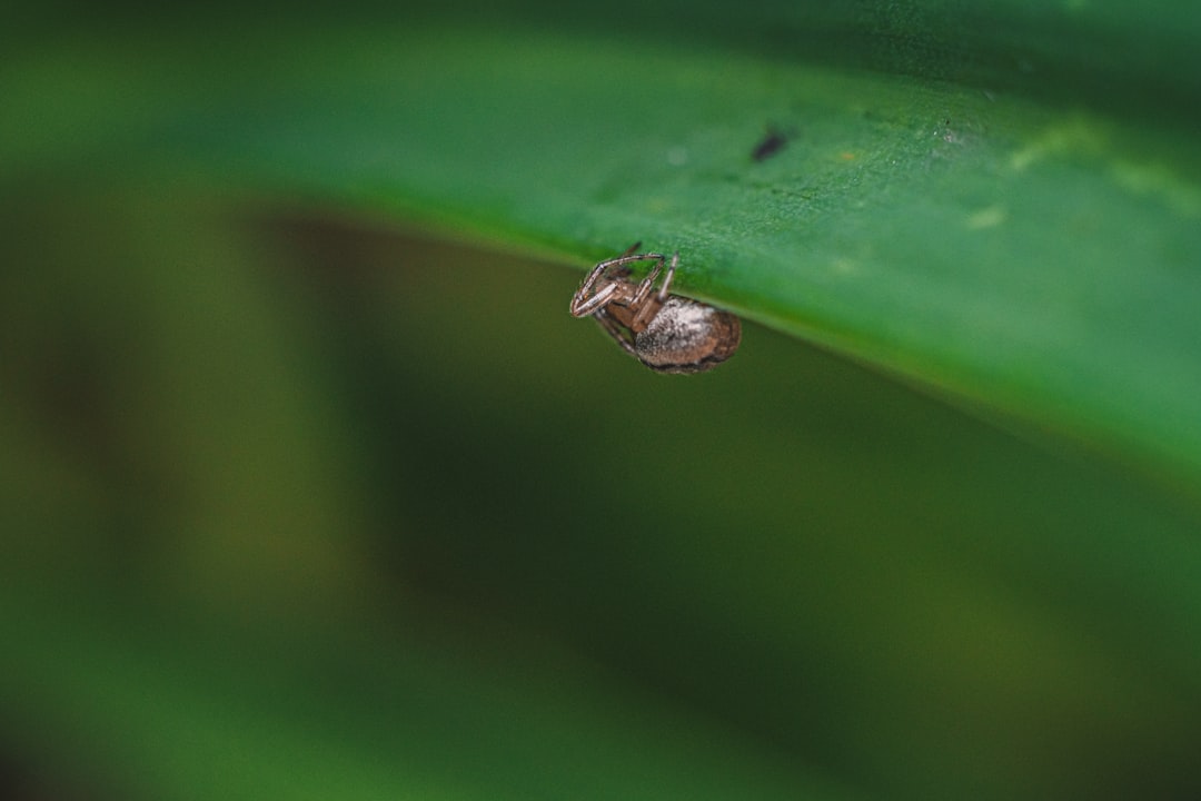 brown and black bug on green leaf