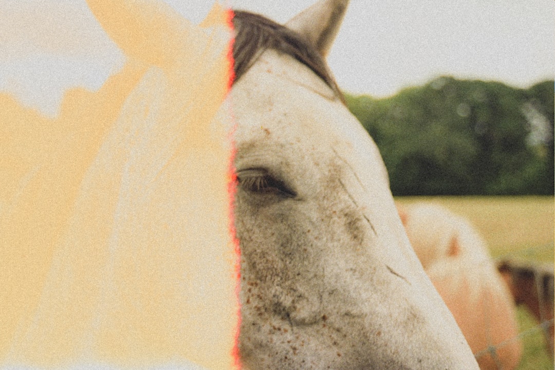 white horse in close up photography during daytime