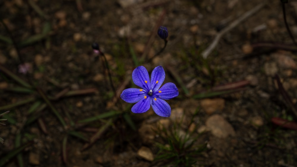 purple flower in tilt shift lens