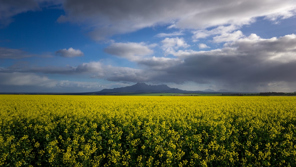 yellow flower field under blue sky and white clouds during daytime