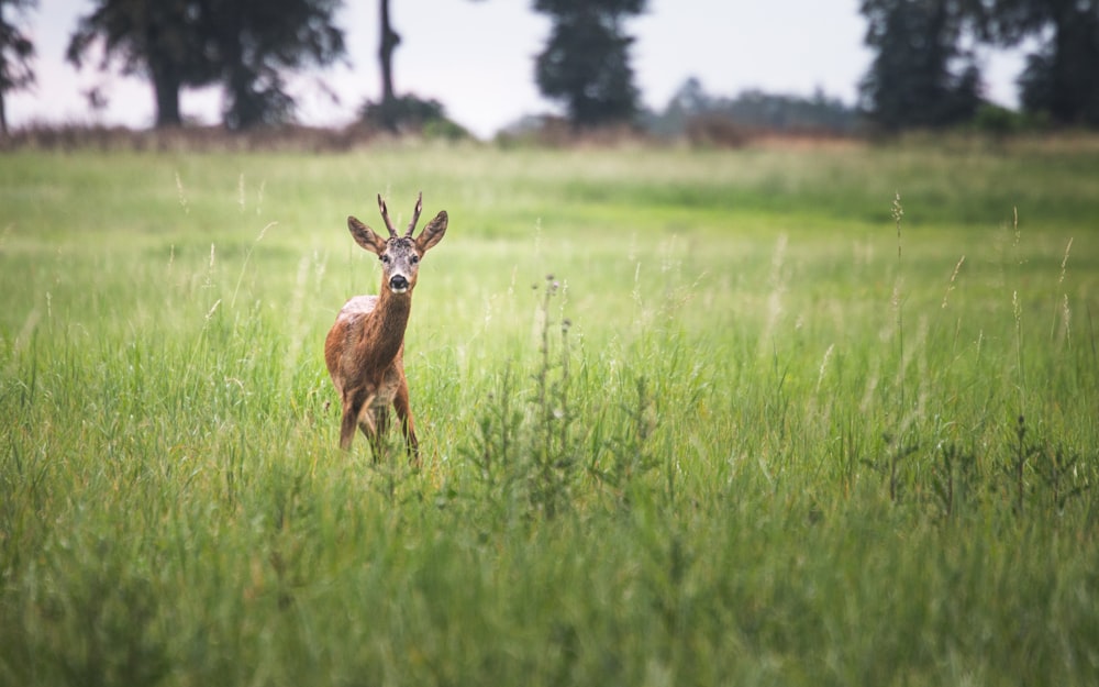 brown deer on green grass field during daytime