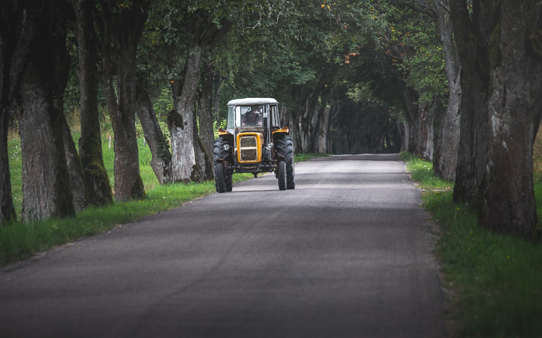 yellow and black jeep wrangler on road between trees during daytime