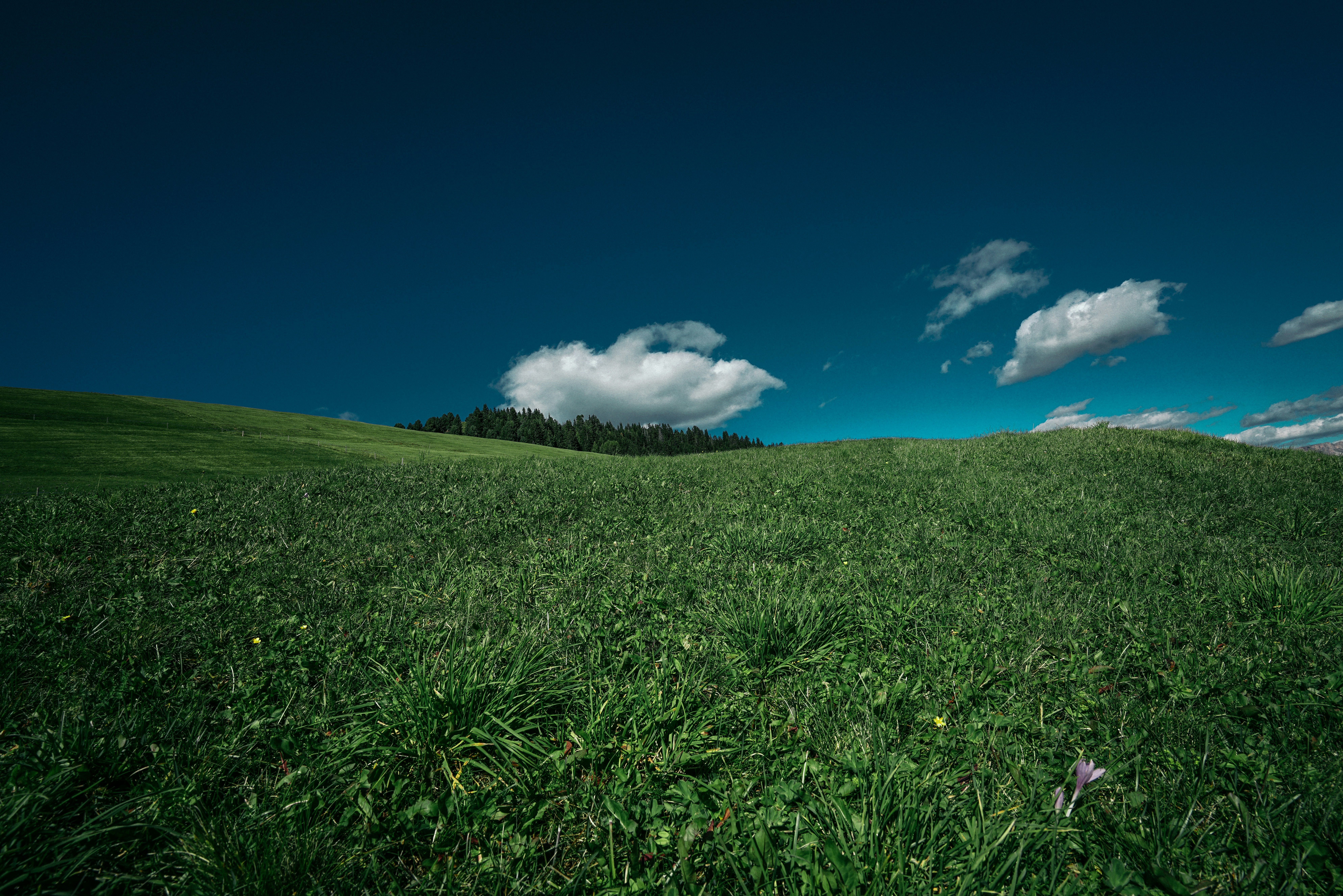 green grass field under blue sky during daytime
