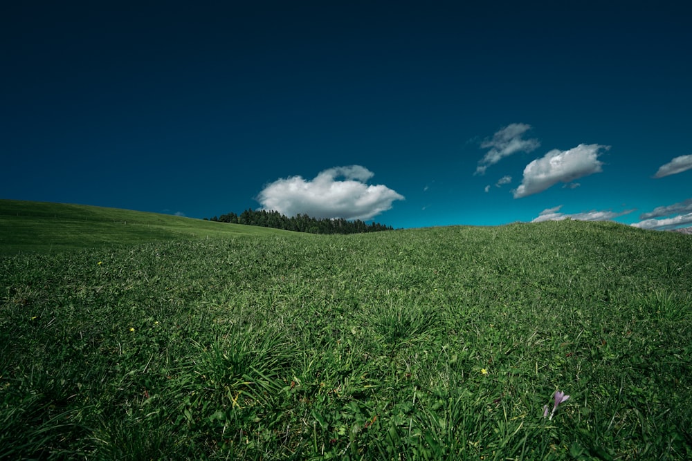 green grass field under blue sky during daytime