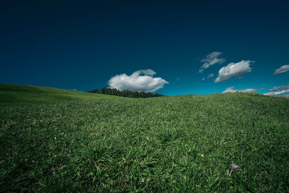 Campo de hierba verde bajo el cielo azul durante el día