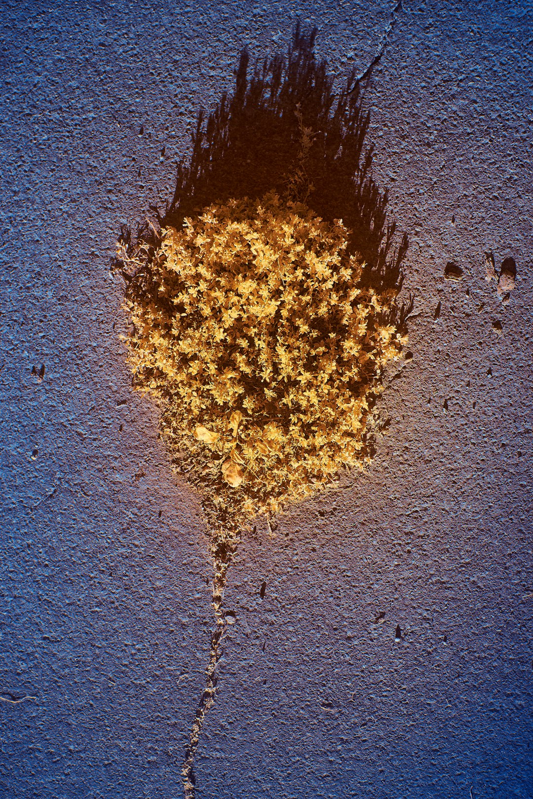 yellow leaves on gray sand