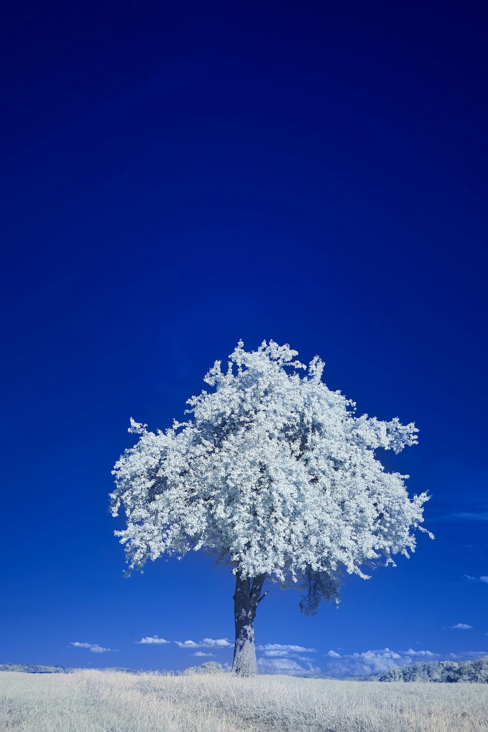 white tree under blue sky