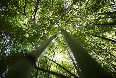 green trees under white sky during daytime