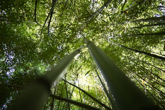 green trees under white sky during daytime in Narbonne France