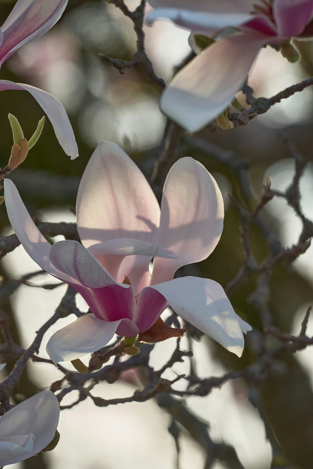 white and purple flower in tilt shift lens