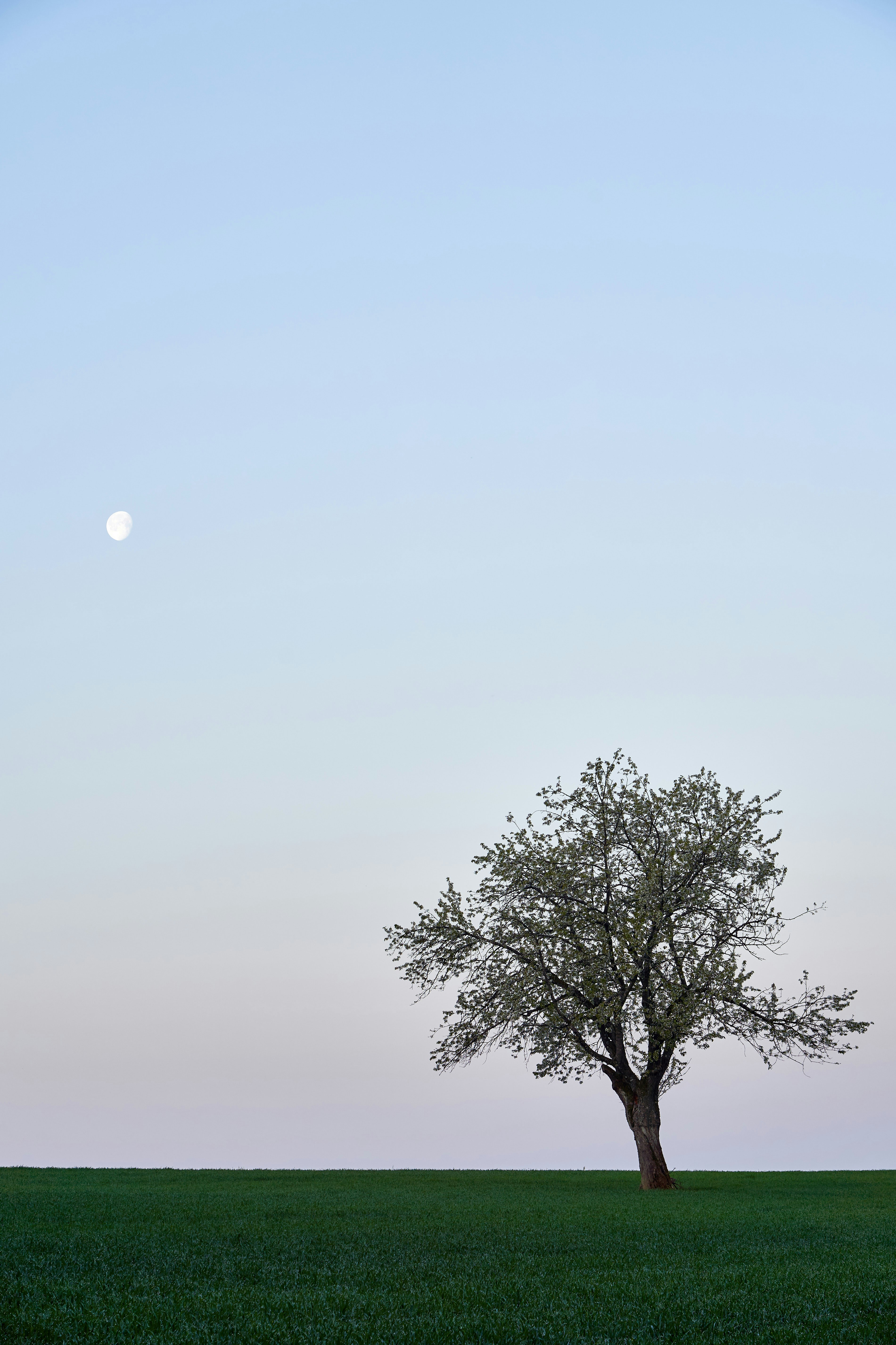 Photo by wolfgang_hasselmann