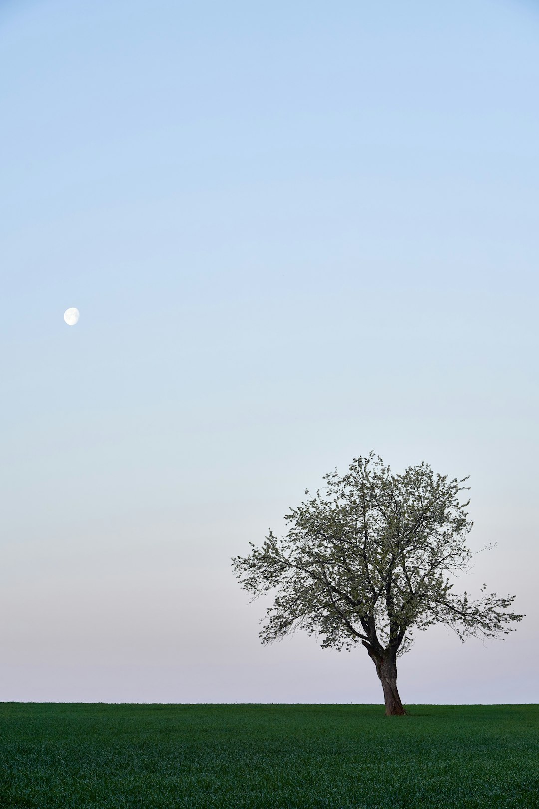 green tree under white sky during daytime