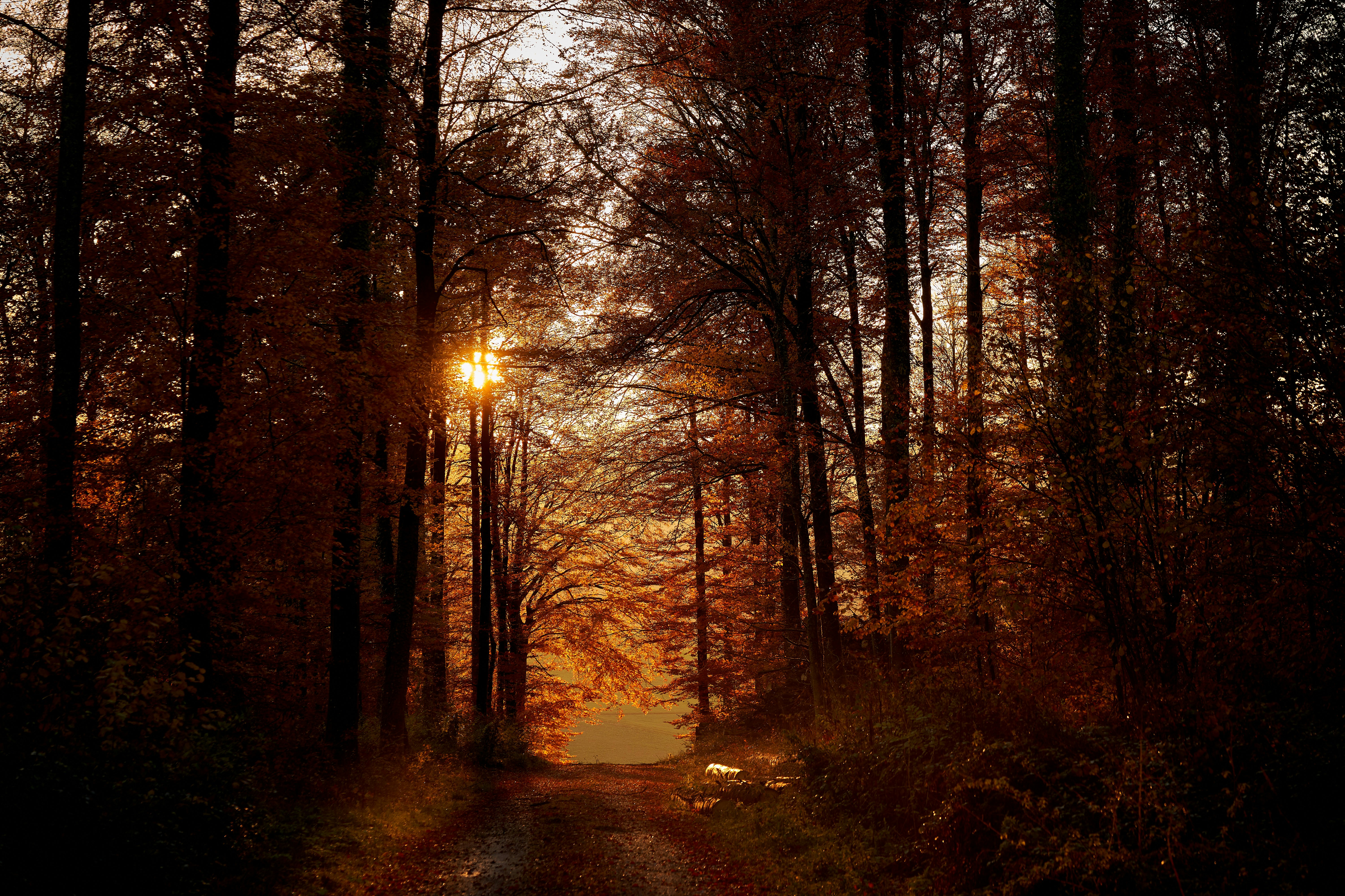 Photo by wolfgang_hasselmann