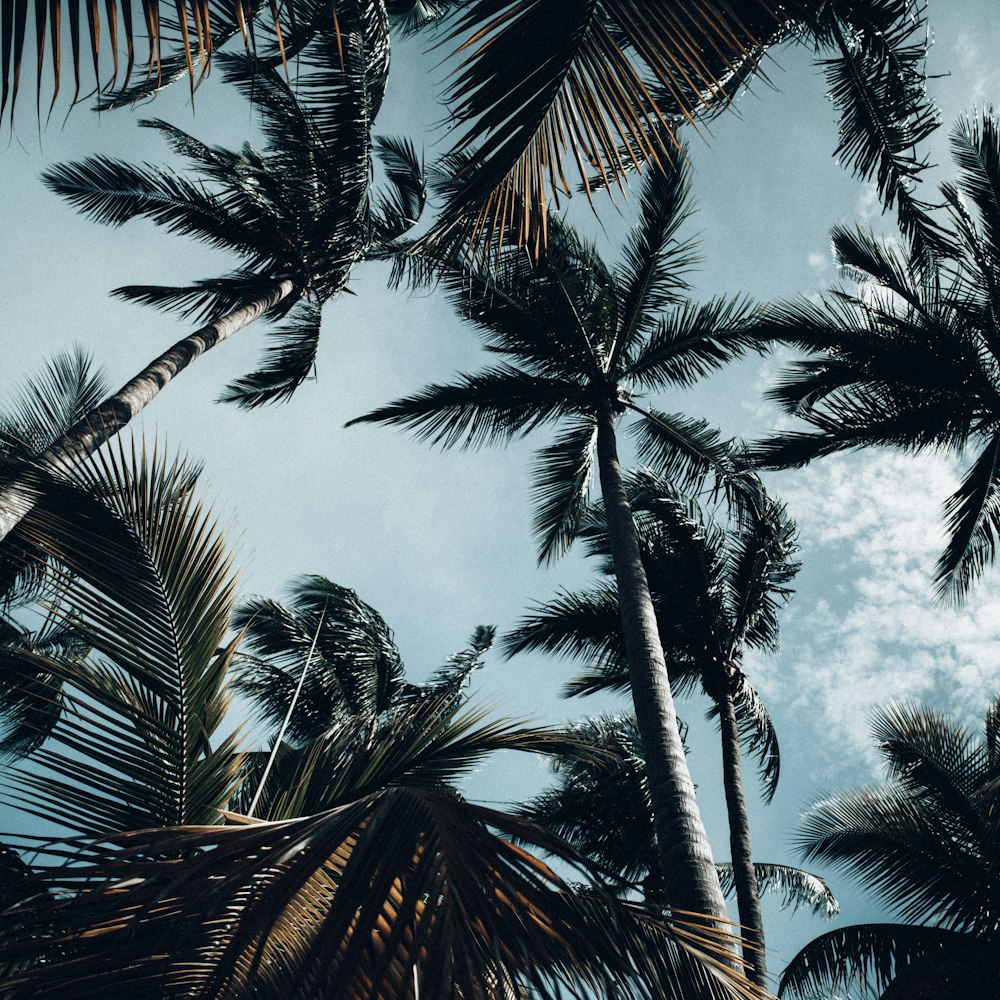 a group of palm trees against a blue sky