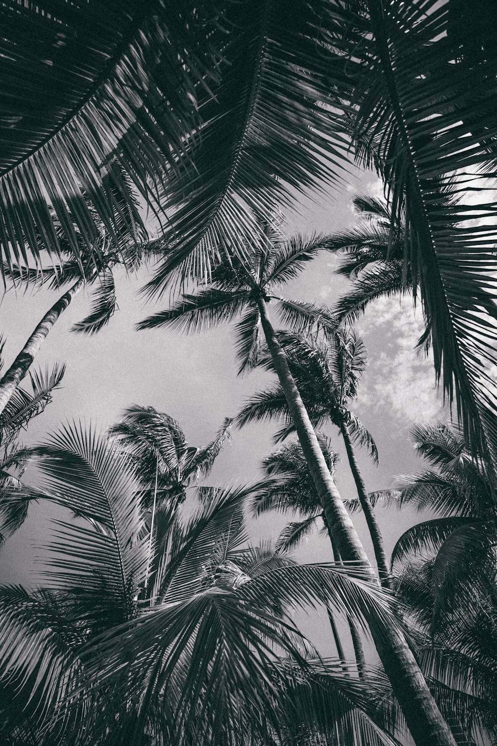 a black and white photo of palm trees