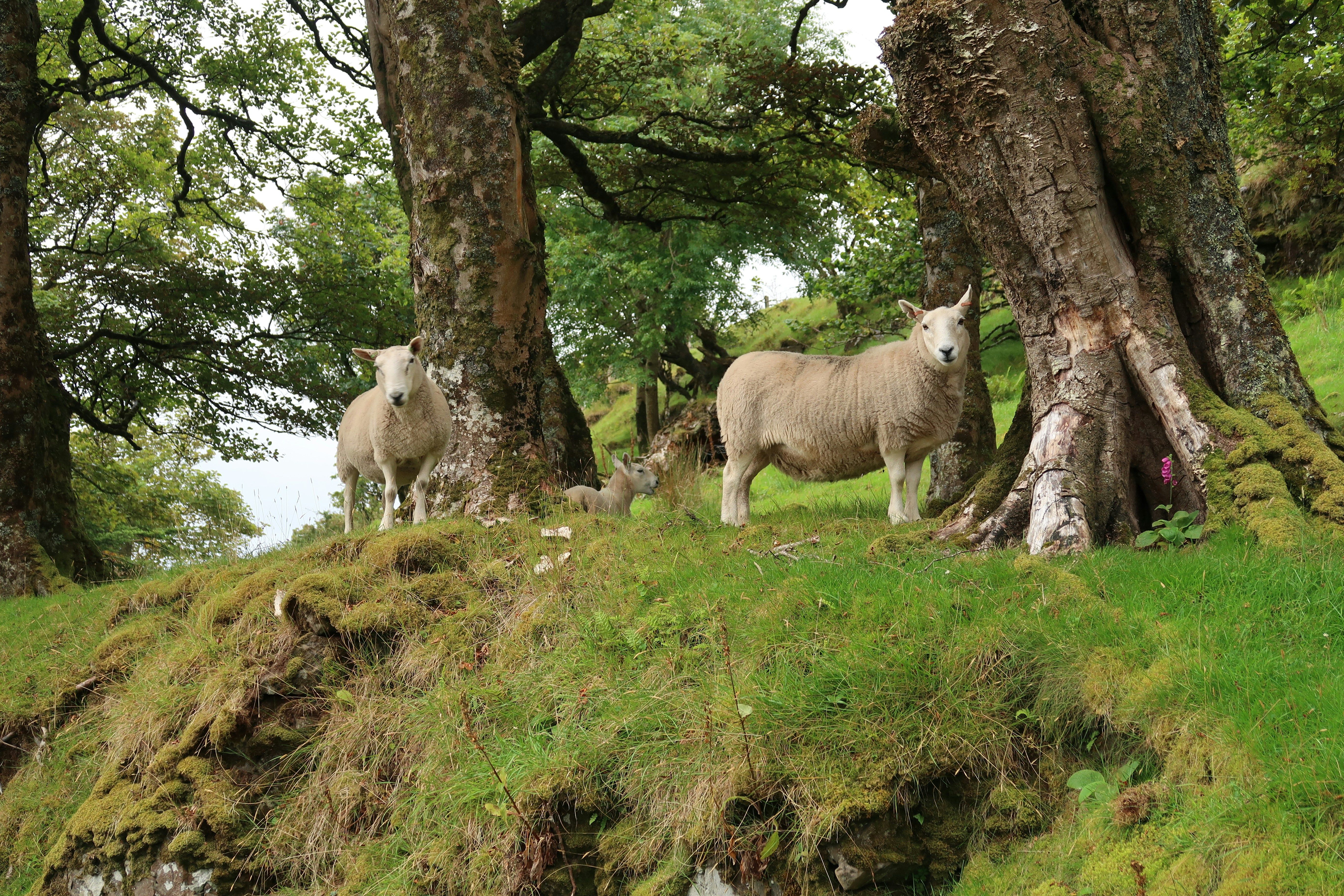herd of sheep on green grass field during daytime