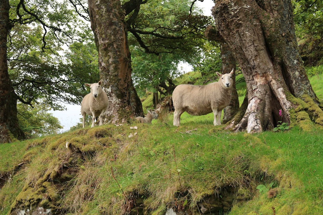 Nature reserve photo spot Isle of Skye Loch Leven