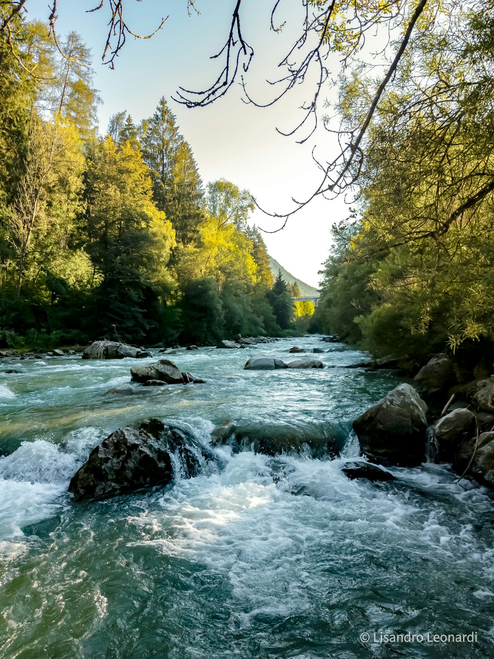 river in between trees during daytime