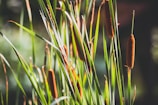 green and brown grass during daytime