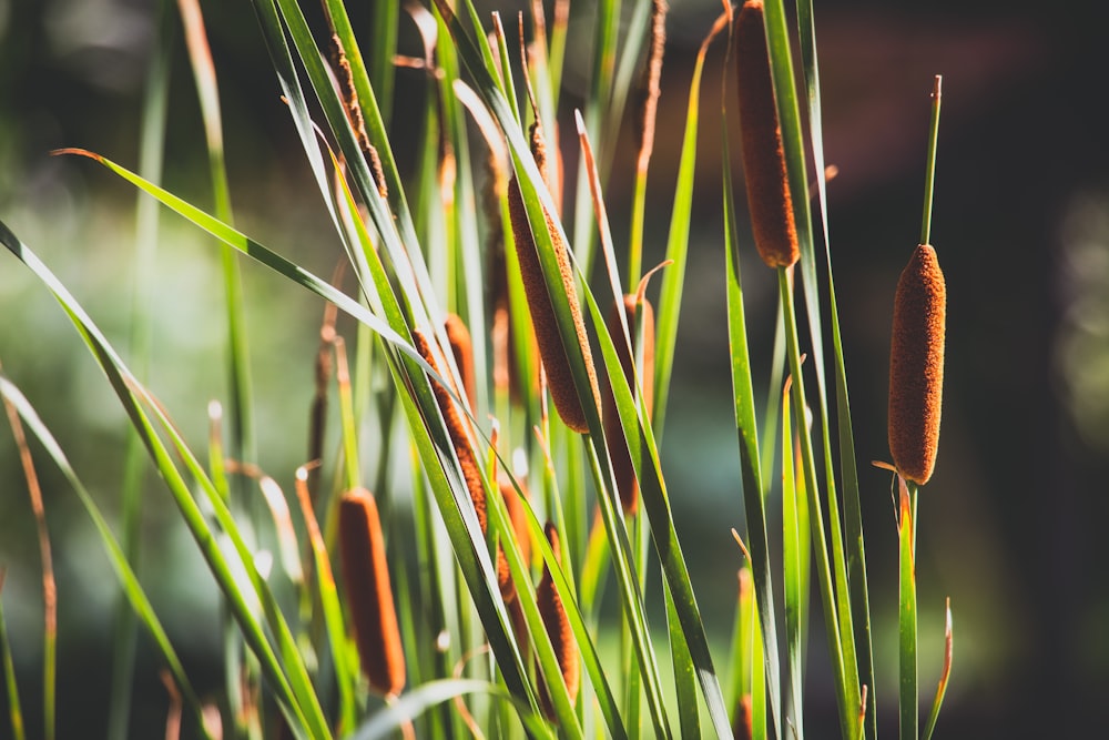 green and brown grass during daytime