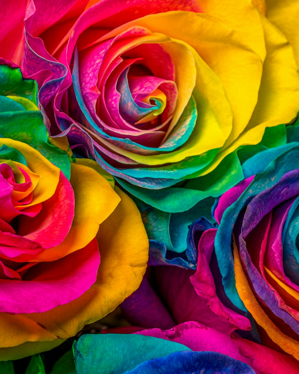 Yellow pink and purple rose photo – Free Plant Image on Unsplash