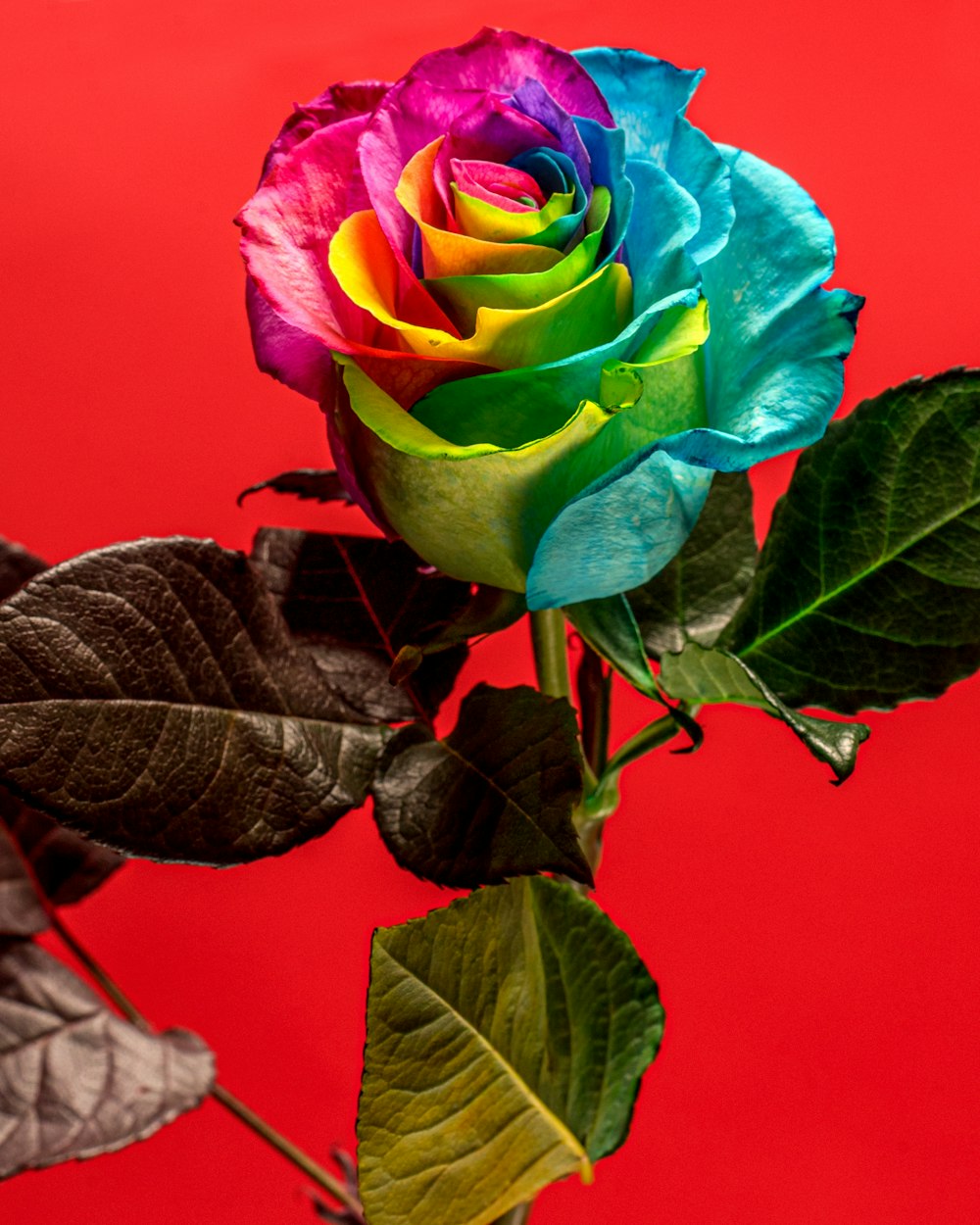 red rose in close up photography