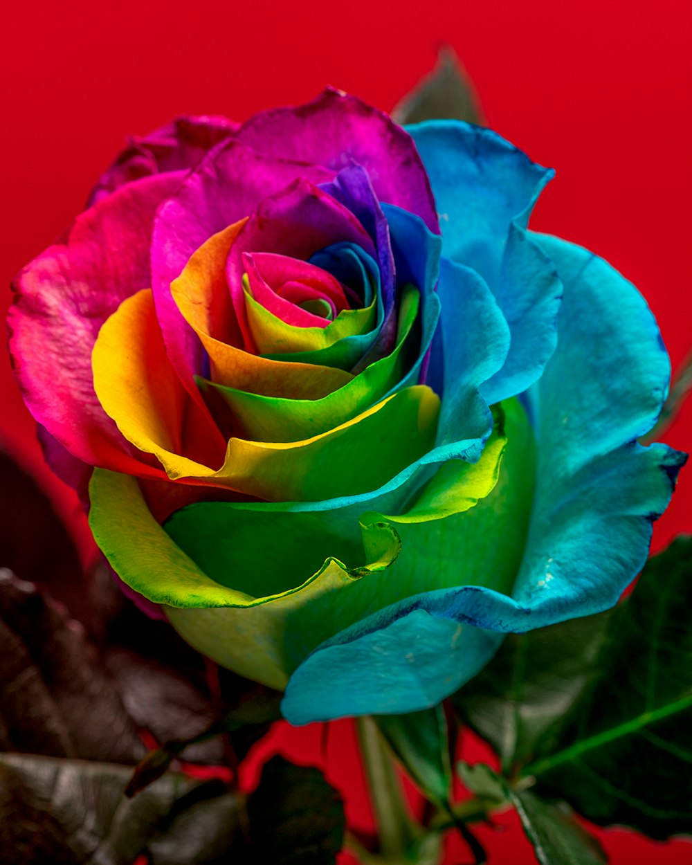 100+ Rose Flower Pictures  Download Free Images on Unsplash