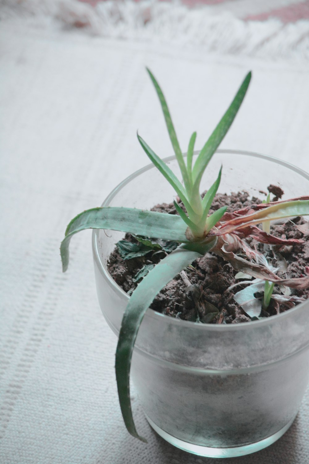 plante verte en pot blanc