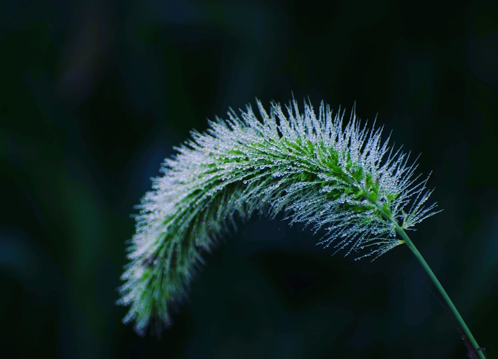 green plant in close up photography