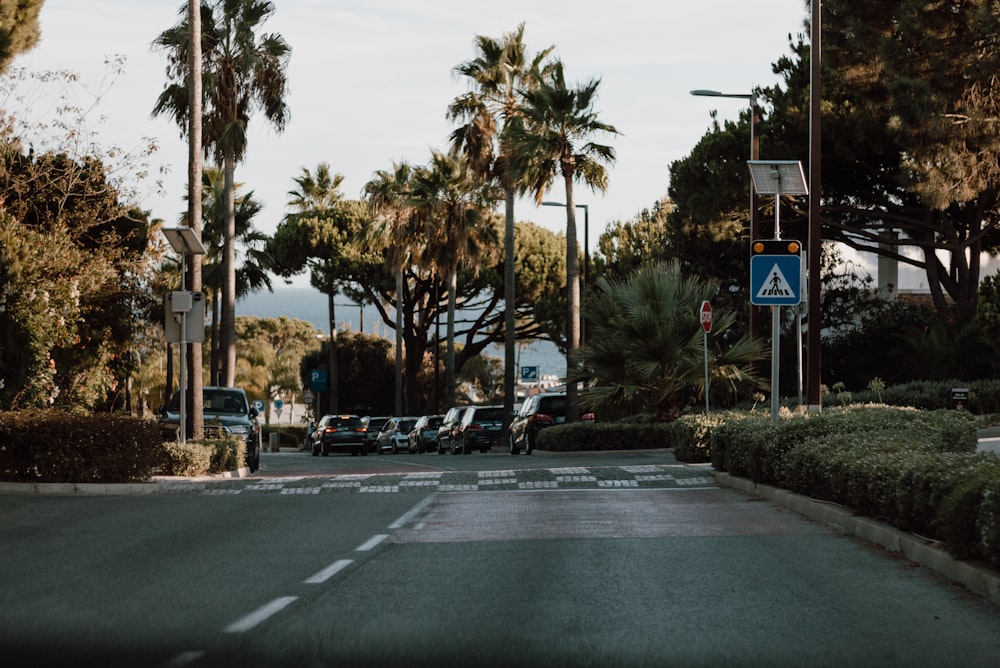 cars parked on parking lot near palm trees during daytime