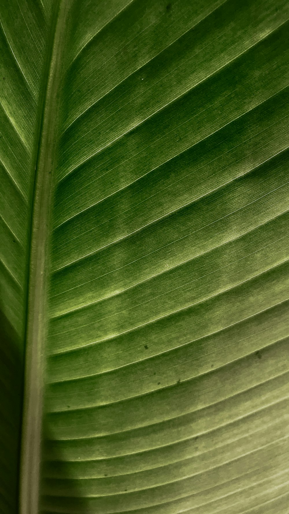 green and white striped textile