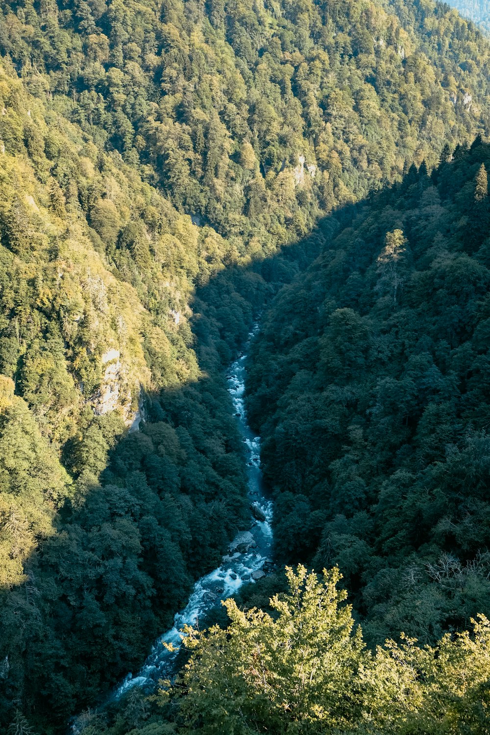 昼間の山の緑の木々