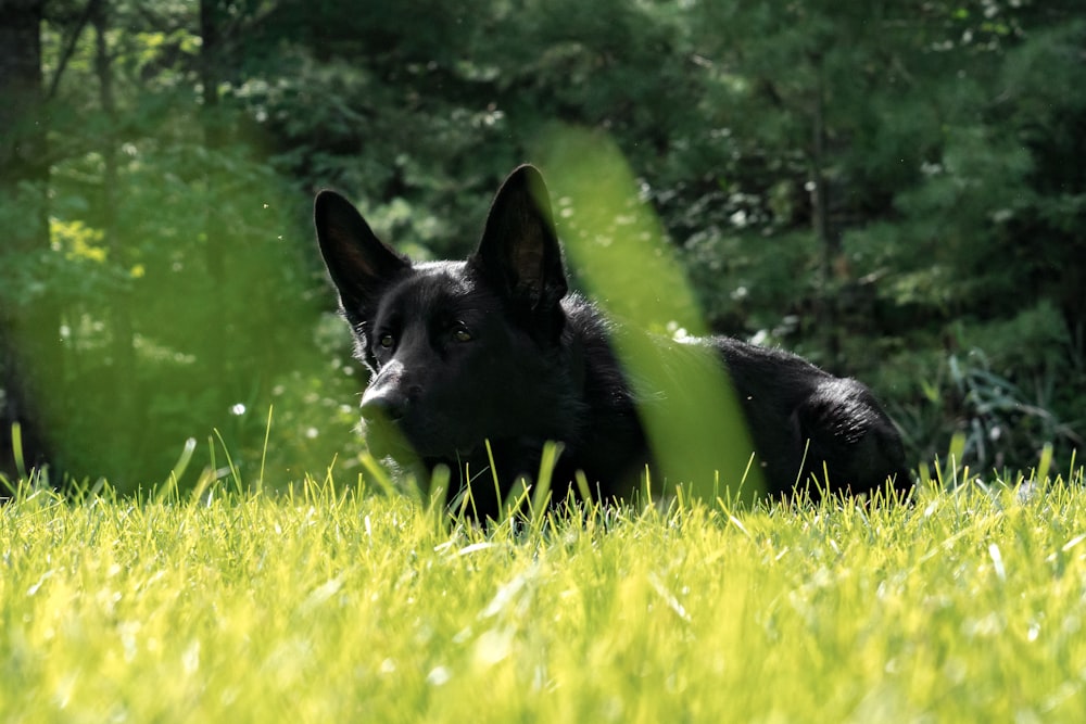 Schwarzer Kurzmantel mittlerer Hund tagsüber auf grünem Grasfeld