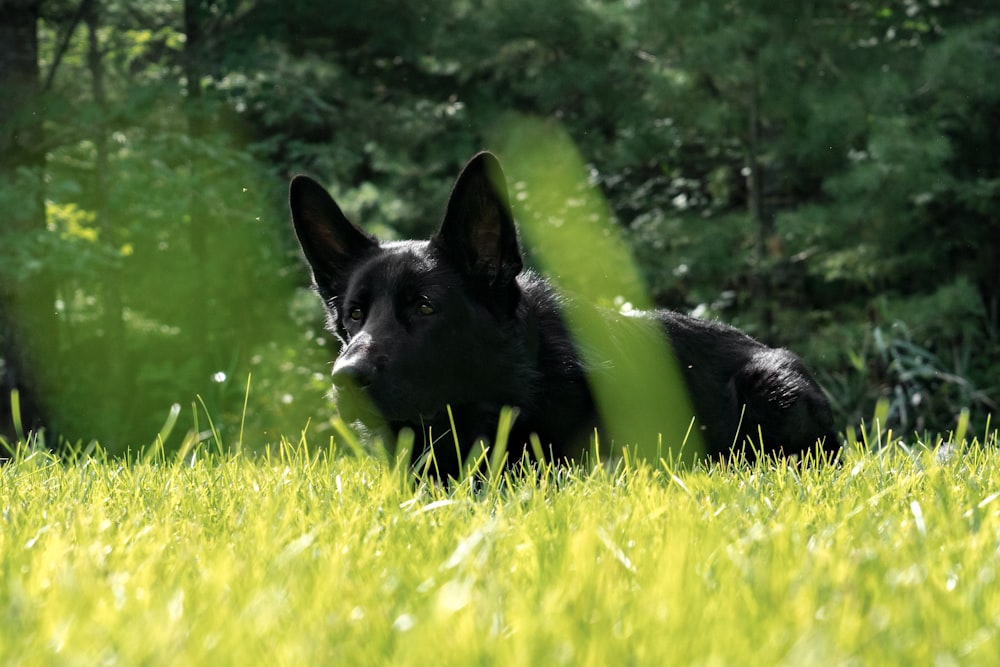 昼間の緑の芝生の上の黒いショートコートの中型犬