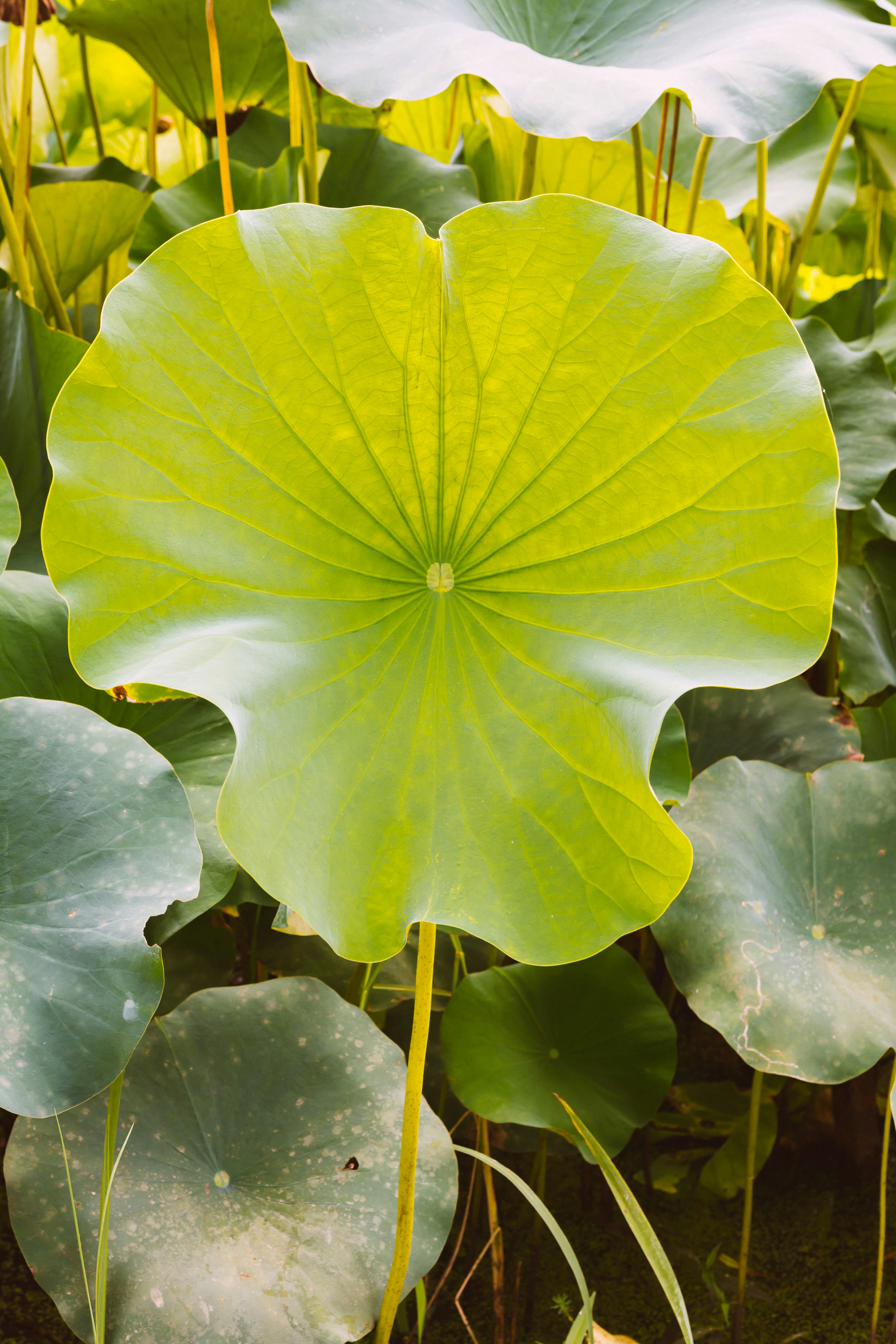 green leaf plant during daytime