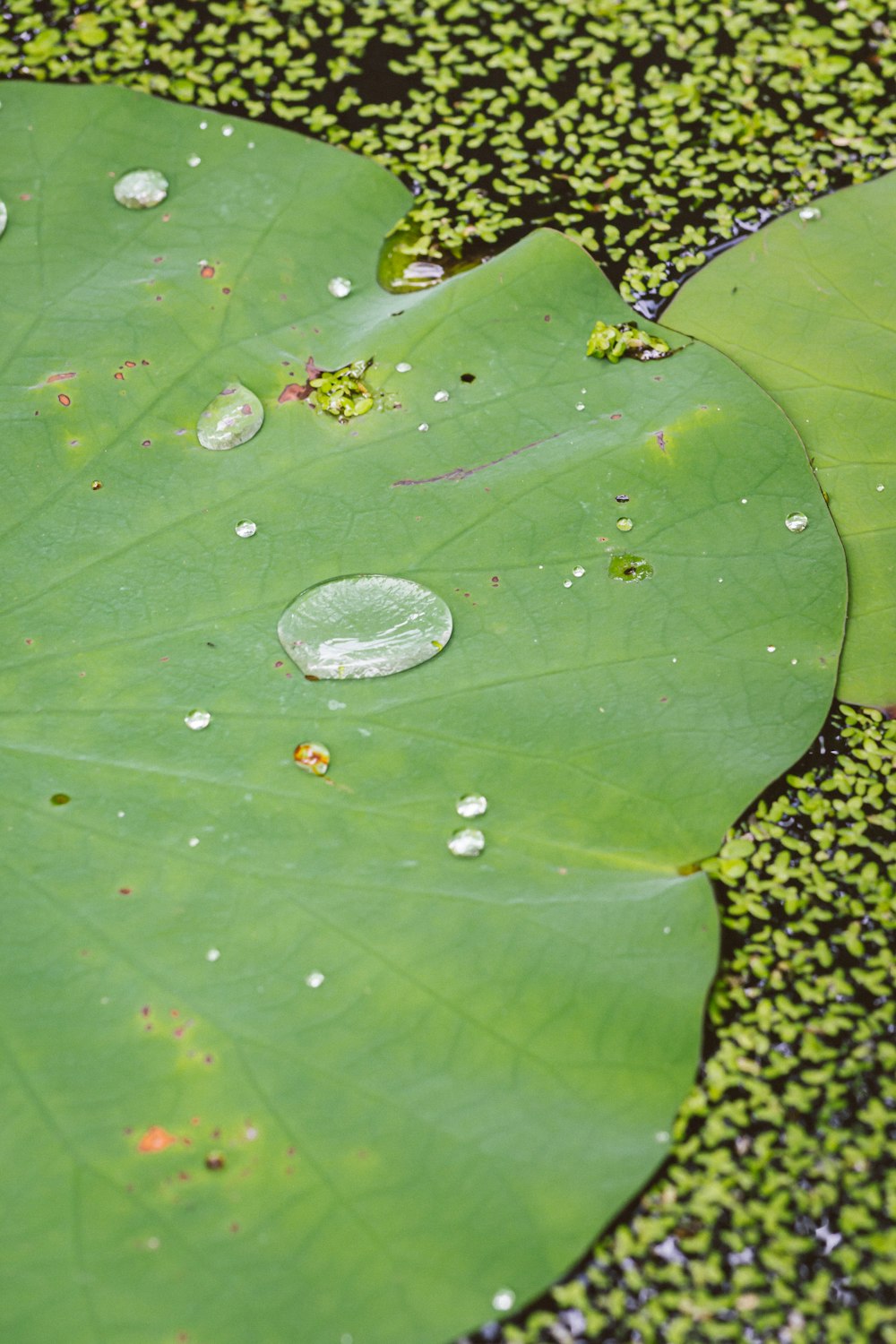 water droplets on green leaf