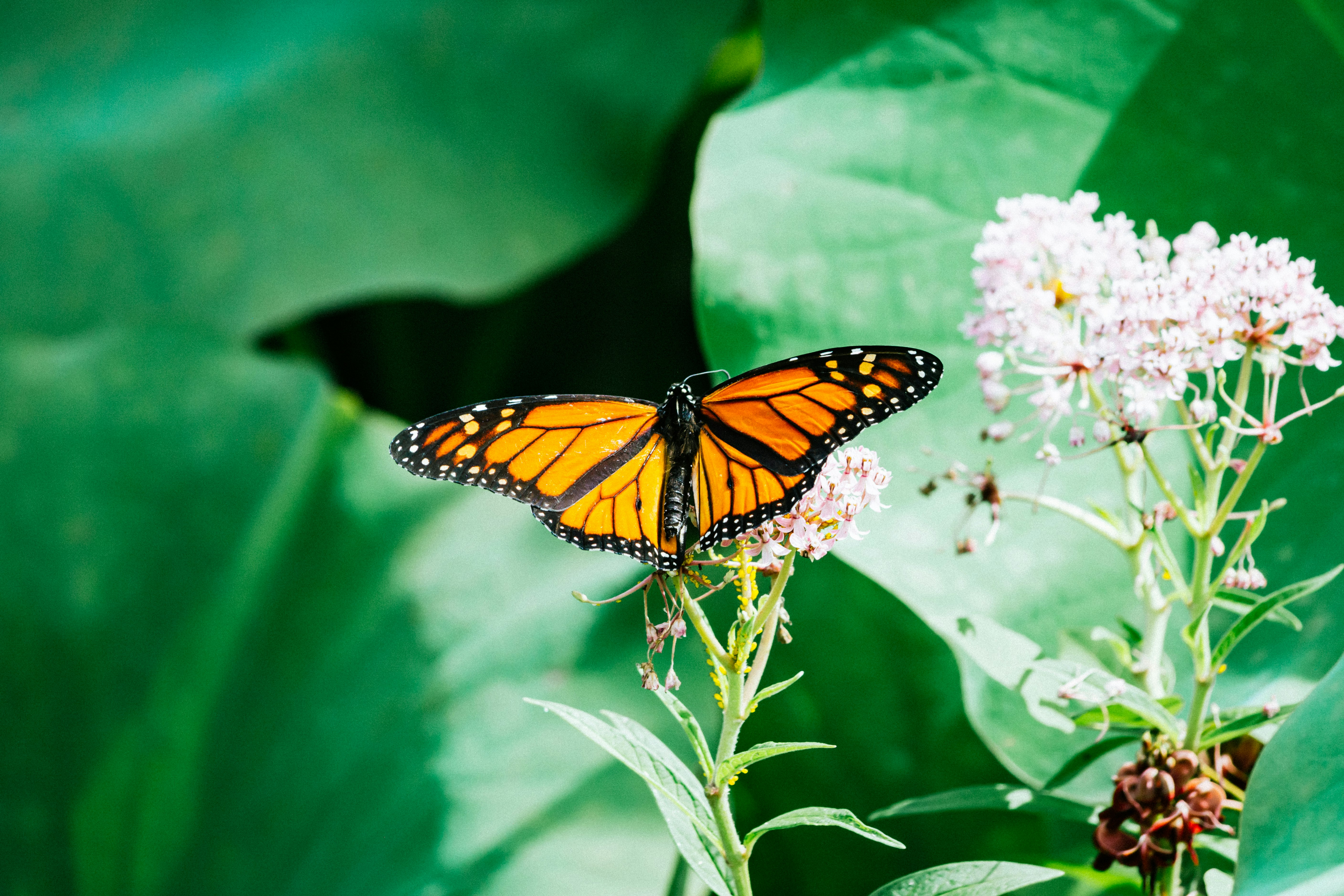 monarch butterfly perched on white flower in close up photography during daytime