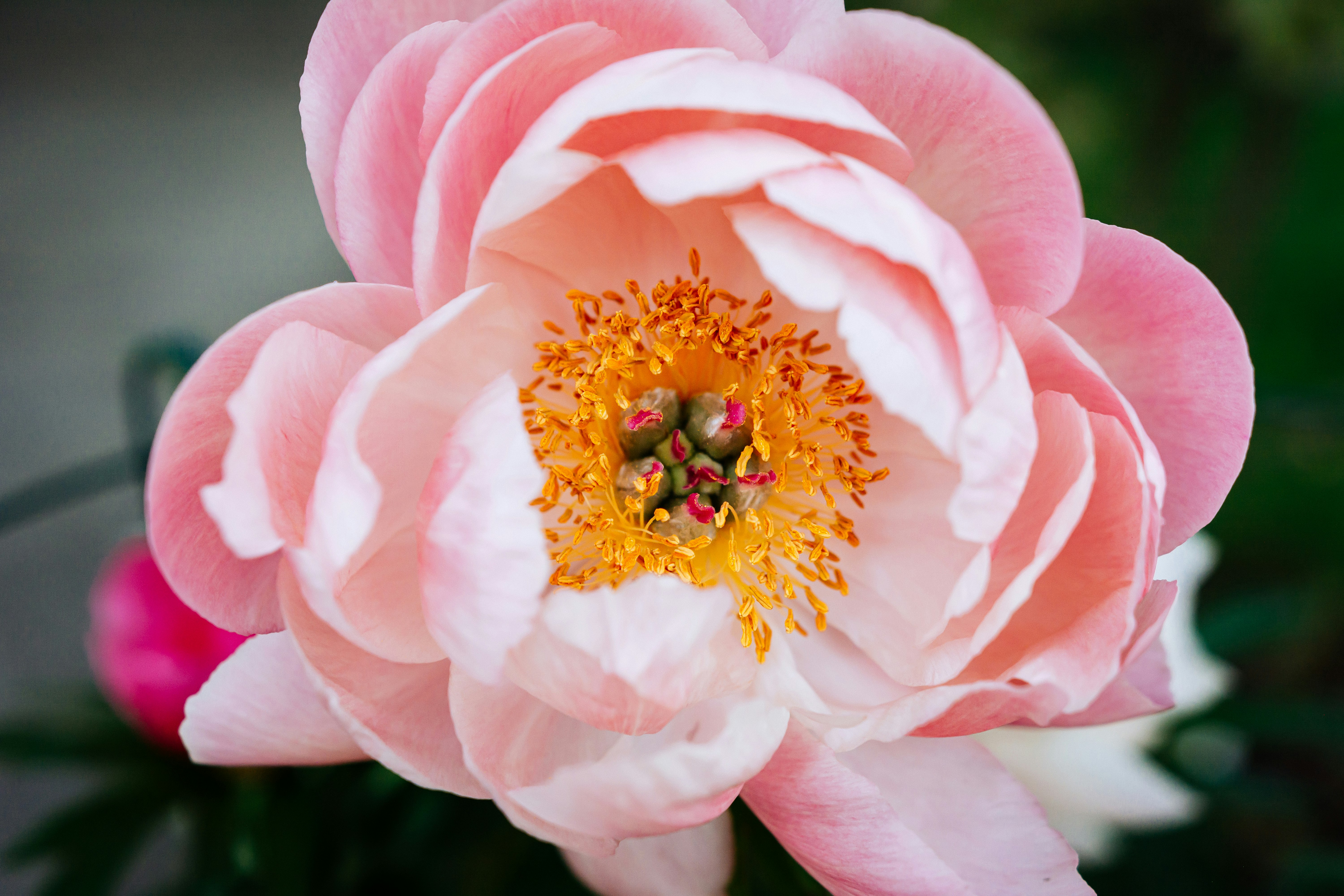 pink flower in macro shot