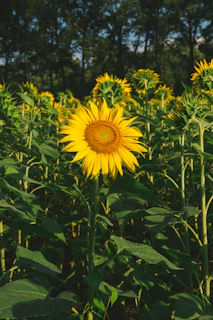 yellow sunflower in bloom during daytime