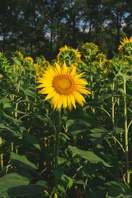 A vibrant sunflower stands tall in a field surrounded by numerous other sunflowers. The petals are a bright yellow, radiating from the center which has a textured, dark brown core. The background is composed of more green stems and leaves, with tall trees lining the horizon.