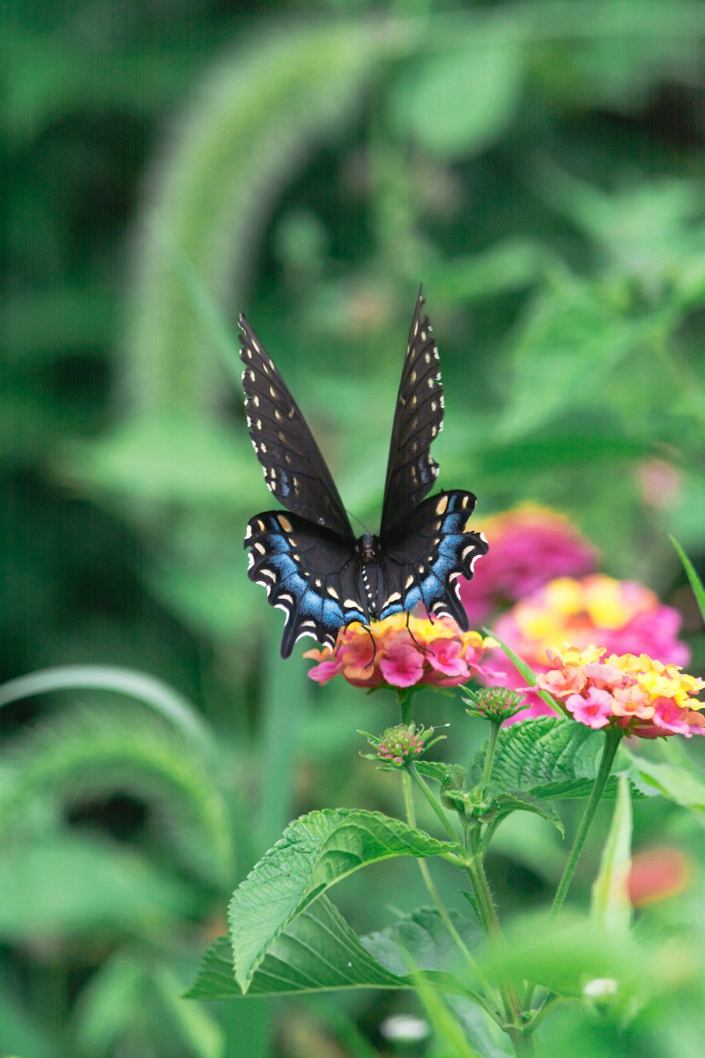 black and blue butterfly perched on yellow and pink flower in close up photography during daytime
