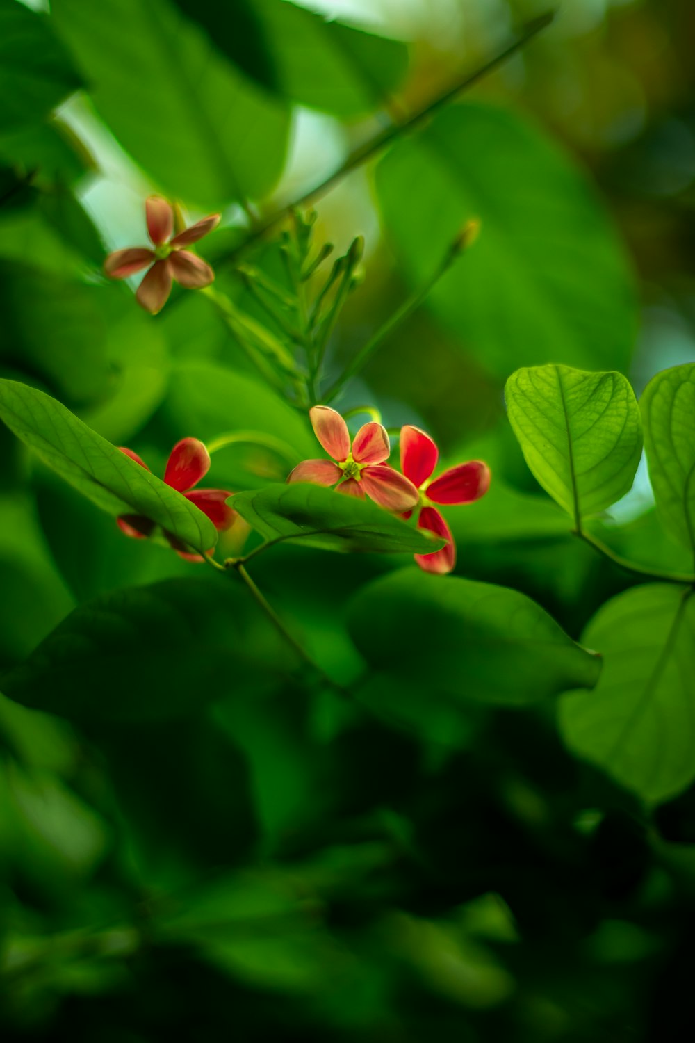 white and red flower in tilt shift lens