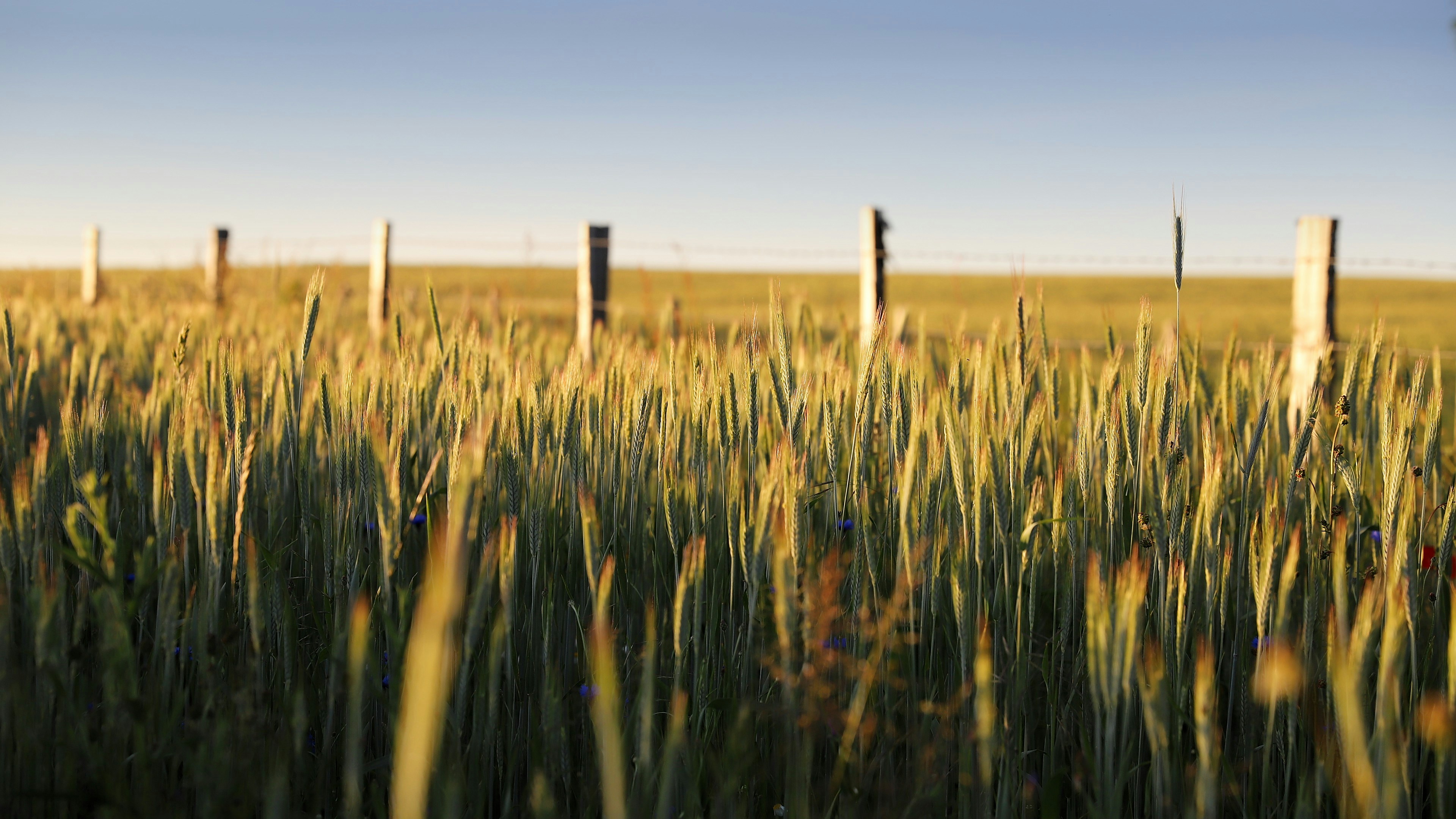 green grass field under blue sky during daytime