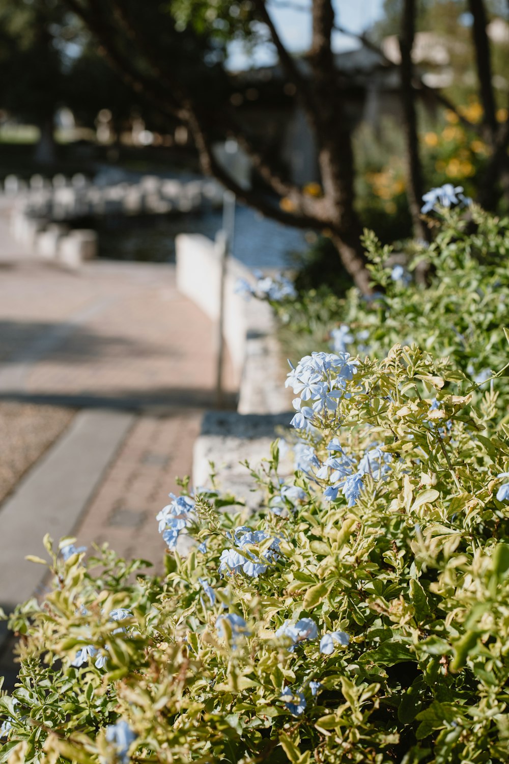 green plant with white flowers