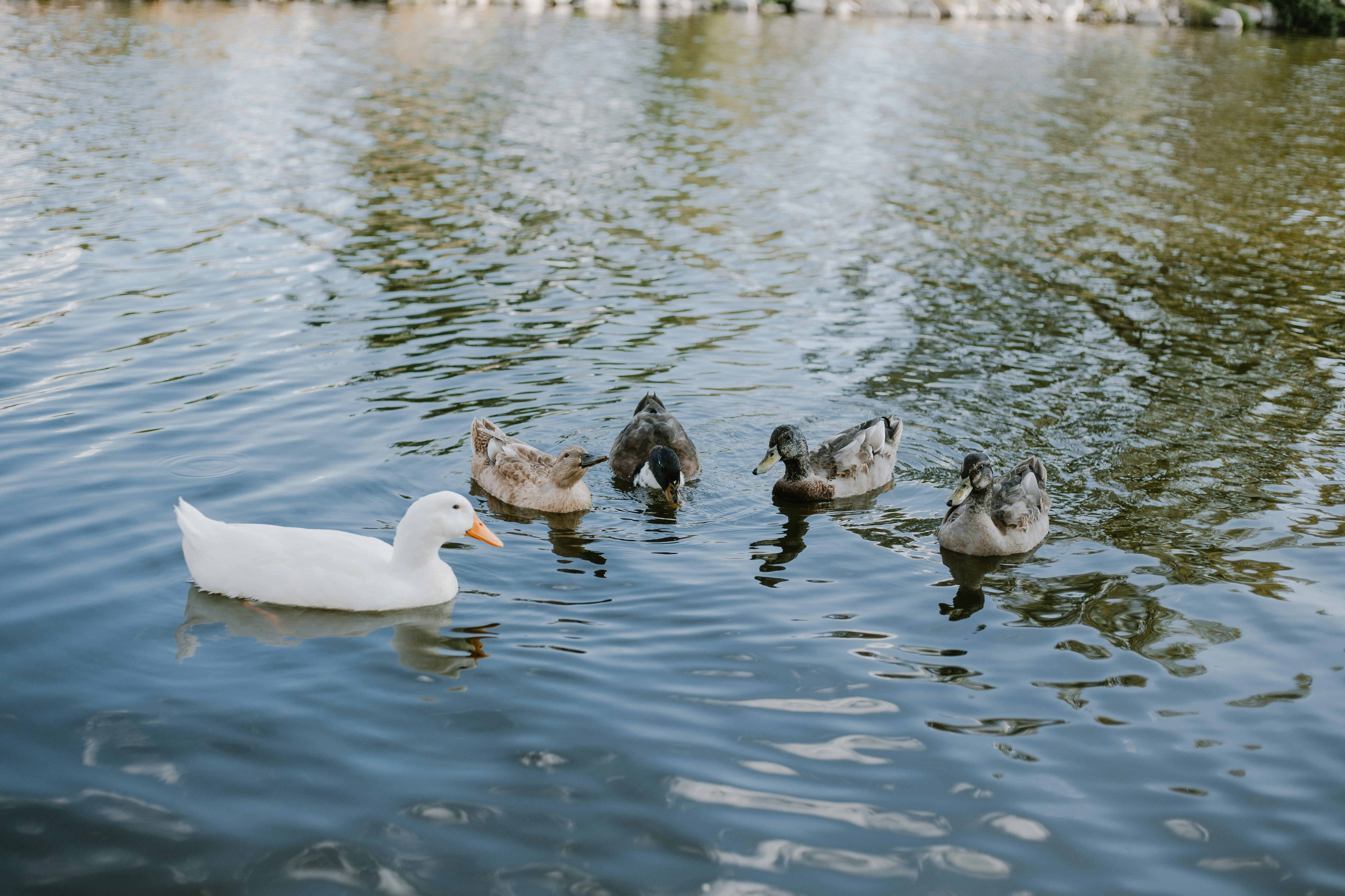 What Sound Does A Duck Make? (Here Is the Secret Truth!) 2023