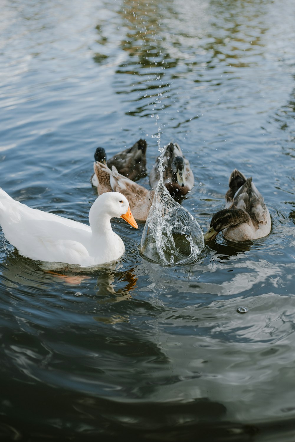 white swan on water during daytime